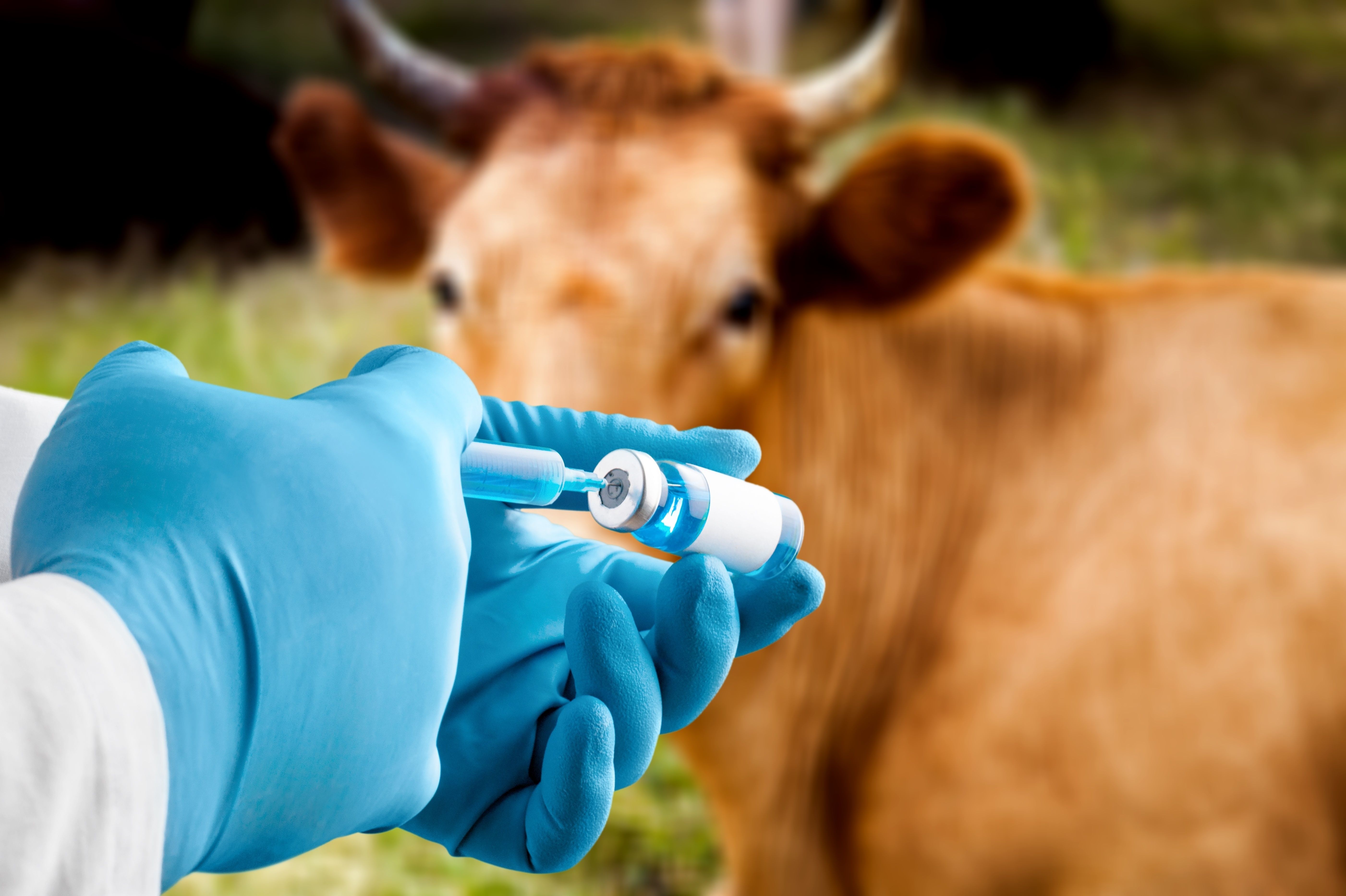 Researchers to develop universal influenza vaccine for cattle