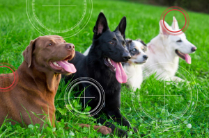 Keep zoonotic parasites on your radar