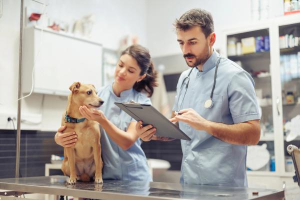 Dave & Cheryl Duffield Foundation commits $250 million to expand veterinary care access