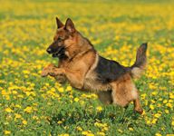 Veterinary_germanShepherd_200486367-001-738230-1384184845284.jpg