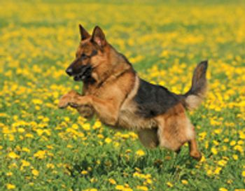 Veterinary_germanShepherd_200486367-001-738230-1384184845284.jpg