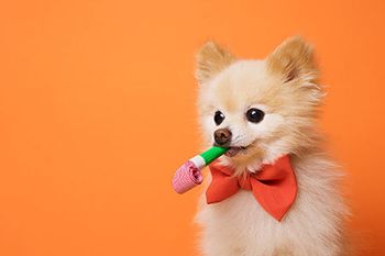 veterinary_dog-party_AdobeStock_112646079-450px.jpg
