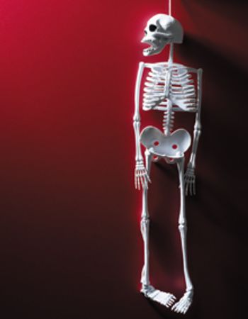 veterinary-skeleton-toy-red-71929396_220.jpg