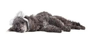 The canine cancer conundrum: Insights into screening and detection