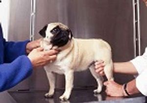Omega-3s Significantly Improved Canine Arthritis in Double-blind Clinical Trial