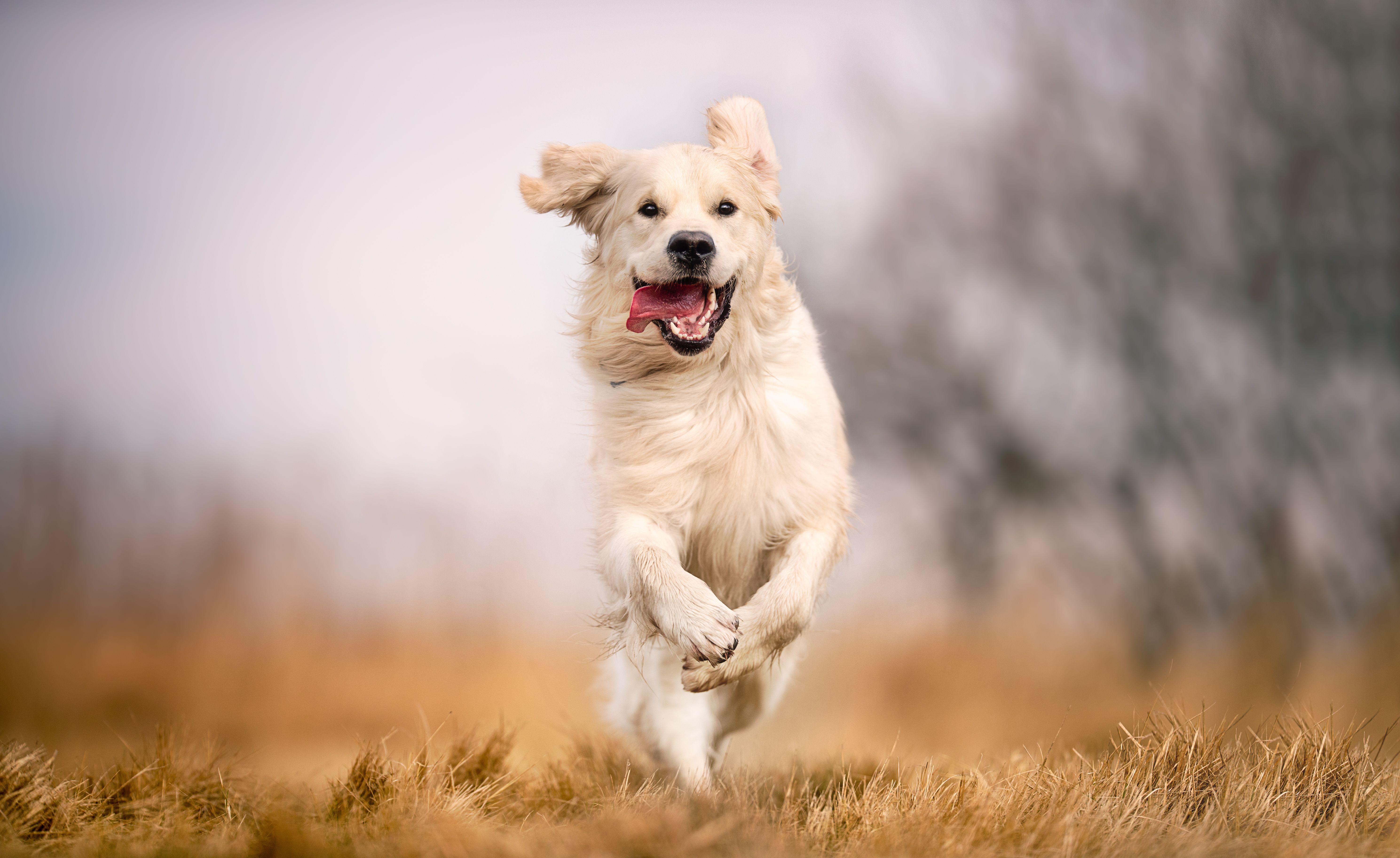 3 Ought to-reads on veterinary supplements