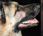 Canine demodicosis: Serious disease requires aggressive therapy