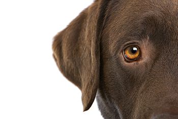 veterinary-chocolate-labrador-retriever-AdobeStock_18918152-body.jpg