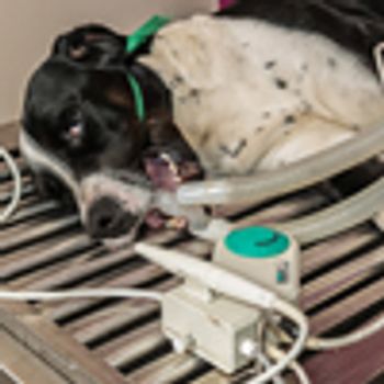 veterinary-04-15-19-berg-dental-script-100.jpg