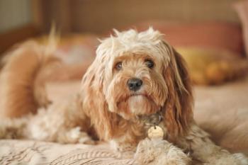 Managing acute diarrhea: Gut balance, probiotics, and knowing when to worry