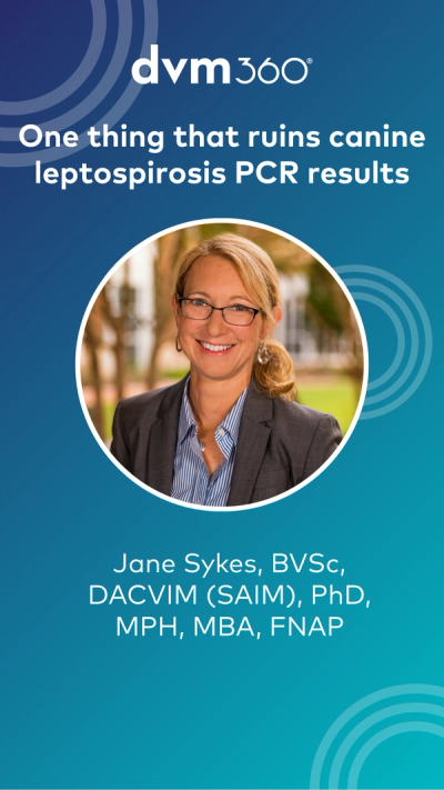 One thing that ruins canine leptospirosis PCR results
