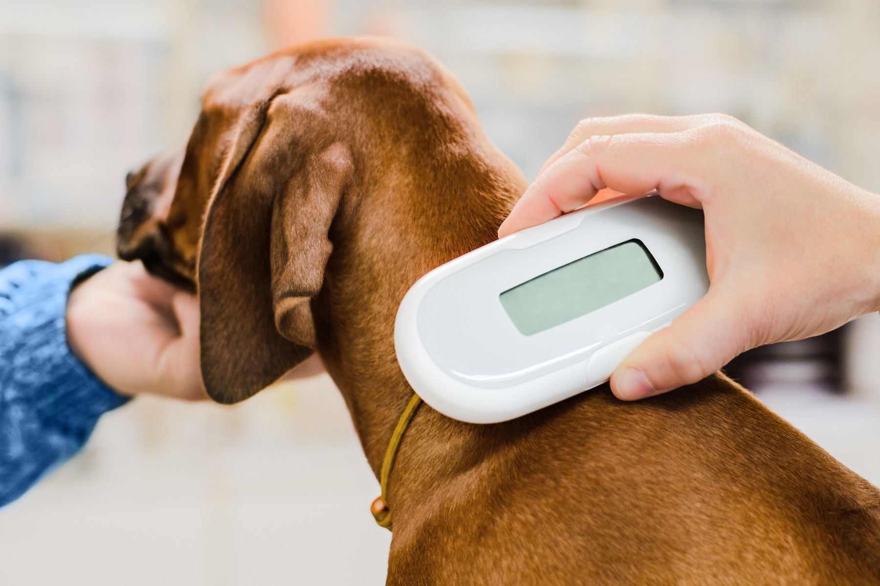Pet owners are encouraged to transfer microchip registrations from closed service Pet owners are encouraged to transfer microchip registrations from closed service