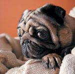 veterinary_pug_towel_guilty_vetm0411_200456609-001-715432-1384191994696.jpg