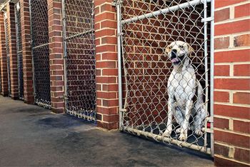 veterinary_dog_8_460-648382-1384338918197.jpg