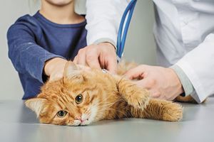 veterinary-cat-in-hospital-450px-shutterstock-535275766.jpg