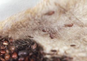 Testing a New Molecular Assay for Ehrlichia Detection