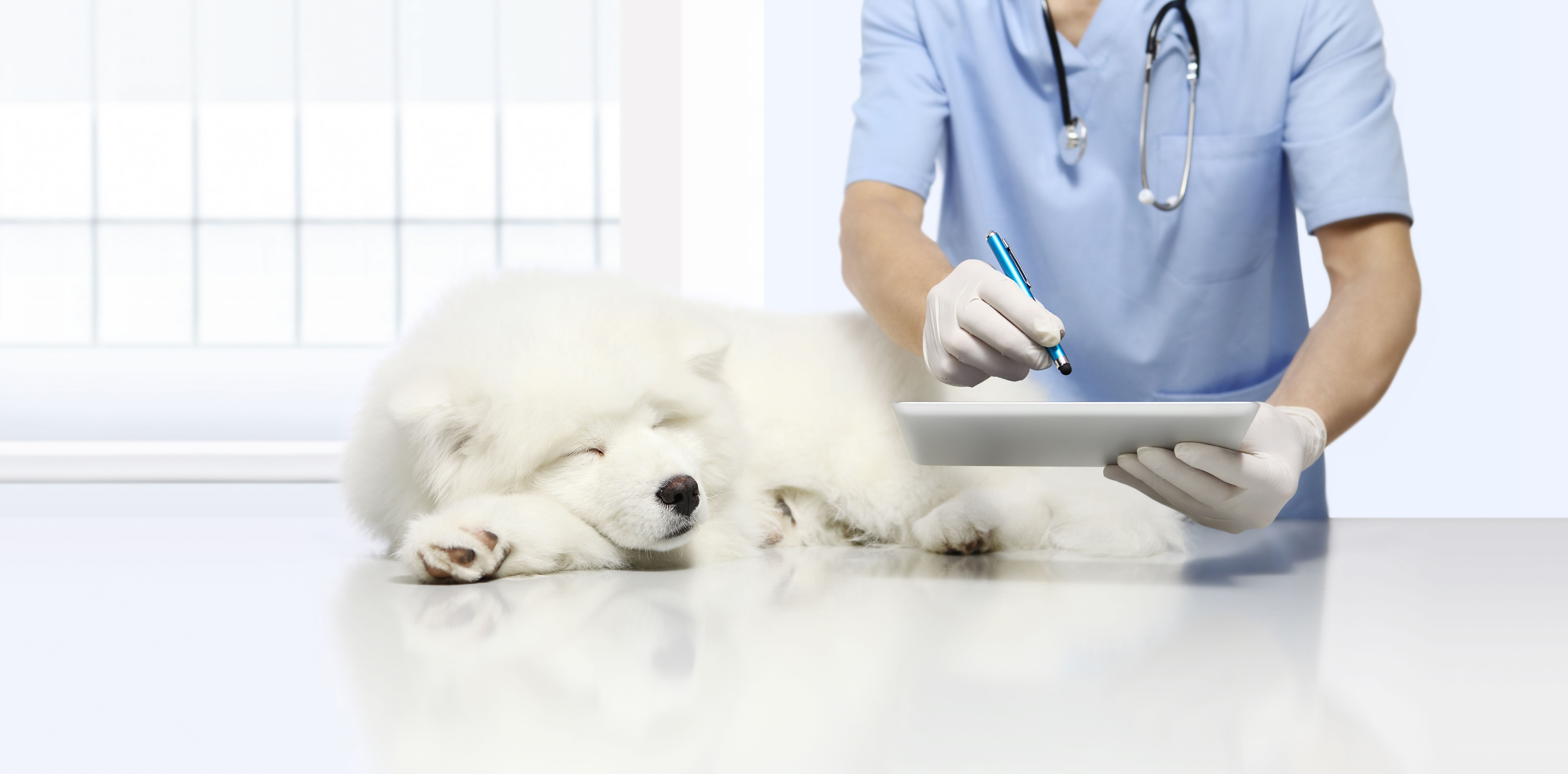 Free telehealth services for Ukrainian pet owners, plus more veterinary news