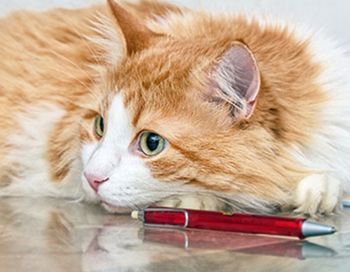 veterinary-cat-with-pet-AdobeStock_103829569_main.jpg