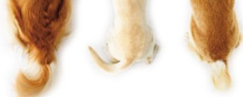 allen_tails_2201439912517749.jpg