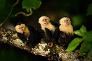 New Virus in Capuchin Monkeys: Animal Model for Chronic HBV?