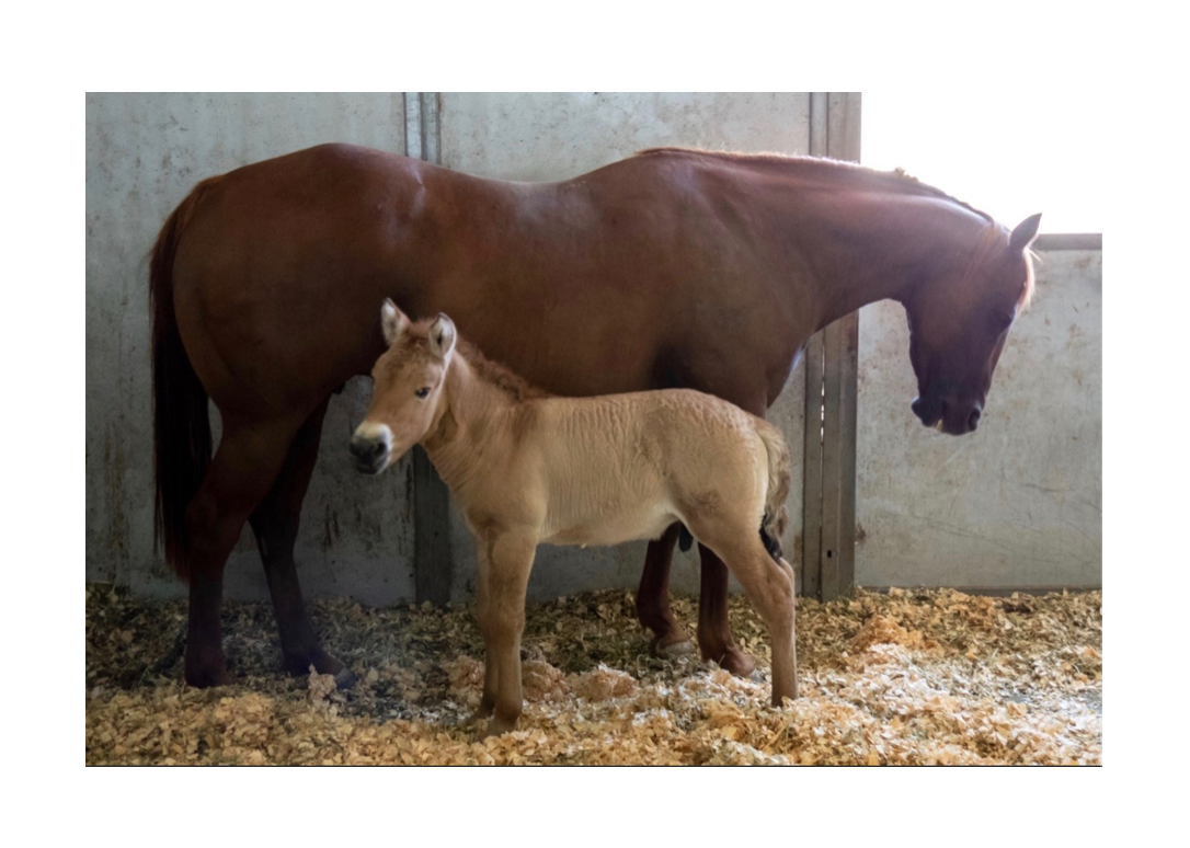 Przewalski’s foal with domestic mother