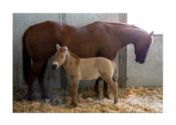 Przewalski’s foal with domestic mother
