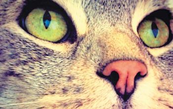 veterinary_cat_380_flash-820166-1404220075310.jpg