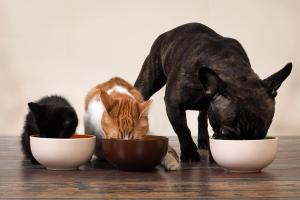 Your food allergy questions answered