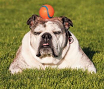 veterinary-dog-bulldog-fiel-808871-1382867085223.jpg