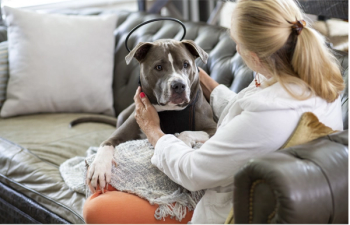 Pet owner with dog
