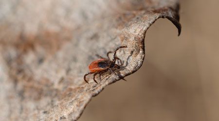 veterinary-ixodes-scapularis-shutterstock-167710766_450.jpg