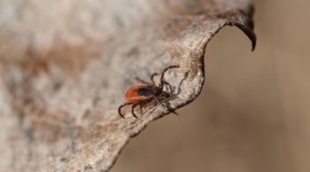 veterinary-ixodes-scapularis-shutterstock-167710766_450.jpg