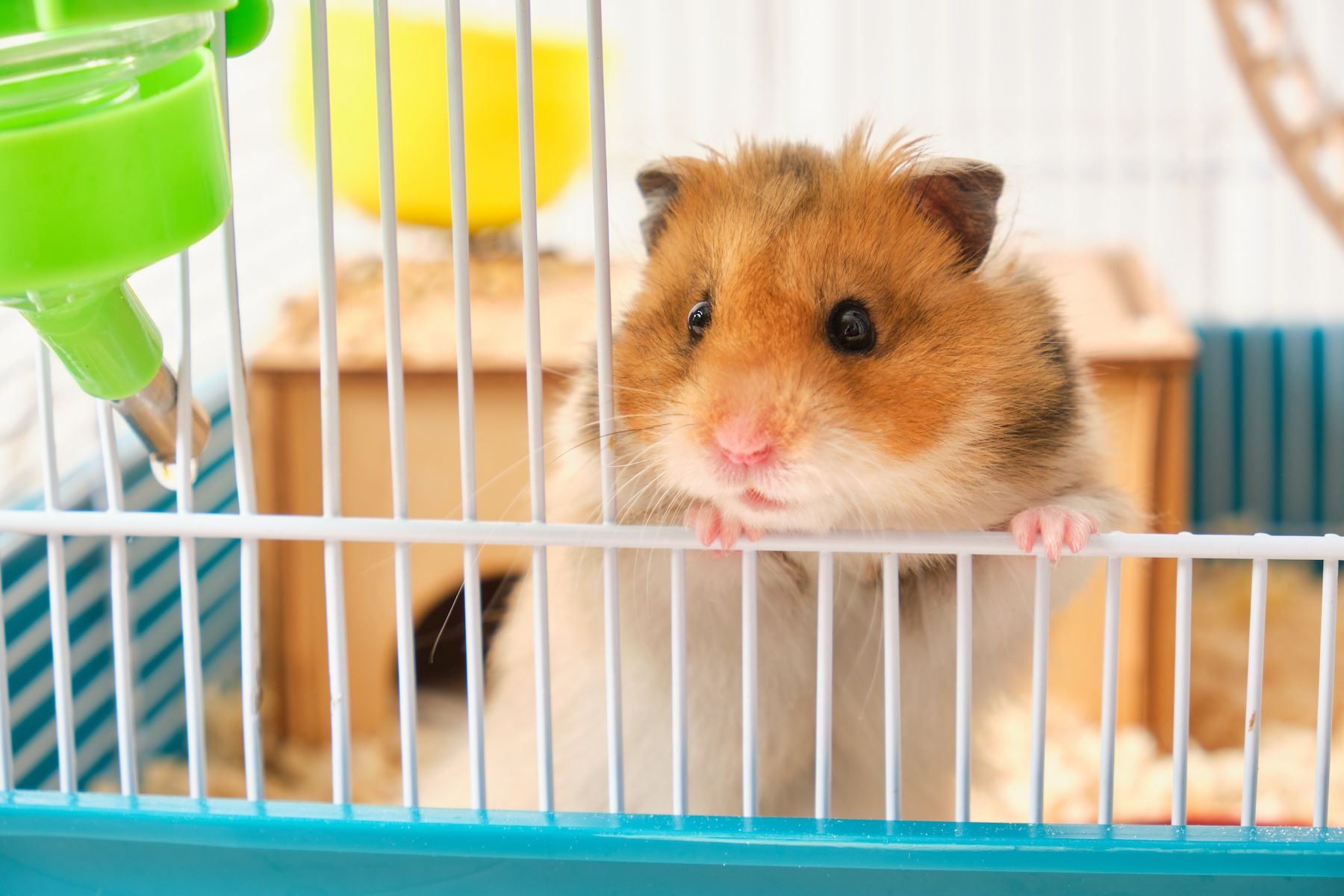 Prioritizing welfare: key issues facing small mammal pets