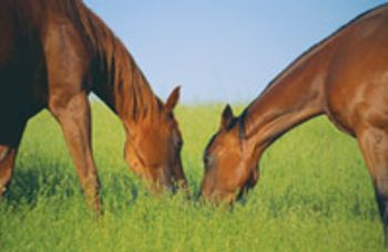 veterinary_marcella_0511-718119-1384192772715.jpg