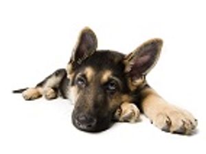 When Is the Best Time to Neuter German Shepherds?