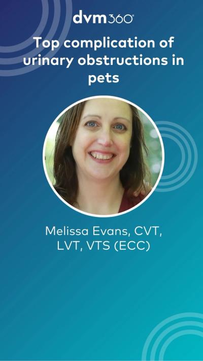 Top complication of urinary obstructions in pets