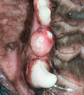 veterinary-bellows-O-1-450.gif