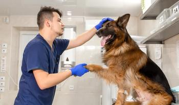 Vet examining German Shepherd 