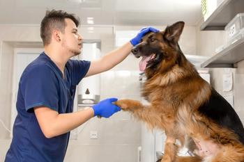 Vet examining German Shepherd