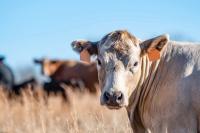 FDA approves first generic ketoprofen injectable for fever control in cattle with BRD