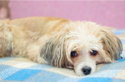 Canine separation anxiety during post-pandemic era