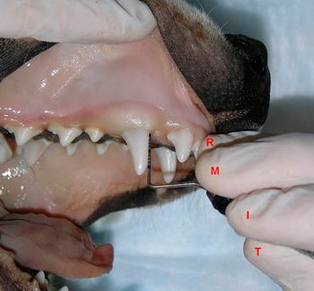 Reiter_dental_Figure_3_450-798255-1384154972811.jpg