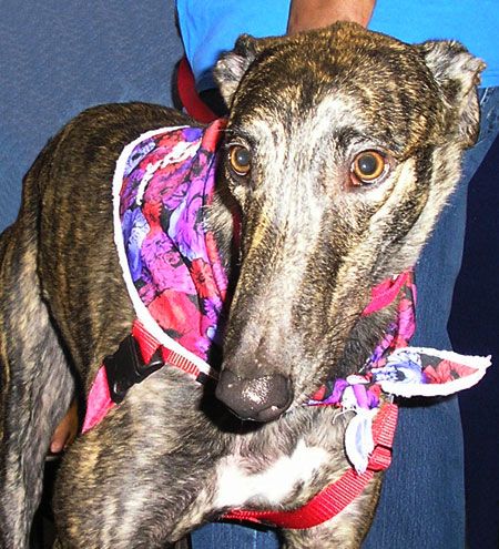 veterinary_cvc2013_dogs6_greyhound_Mud_450-821352-1404219440192.jpg