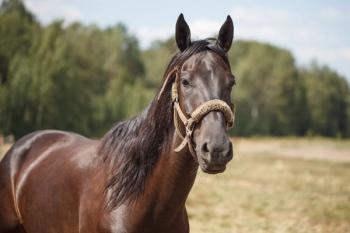 Horse on a farm