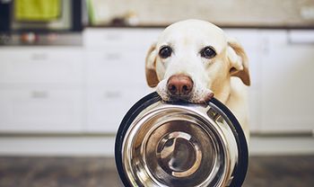 veterinary-dog-with-empty-bowl-AdobeStock_275817643_flash.jpg