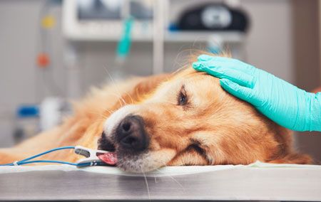 is sedation dangerous for dogs