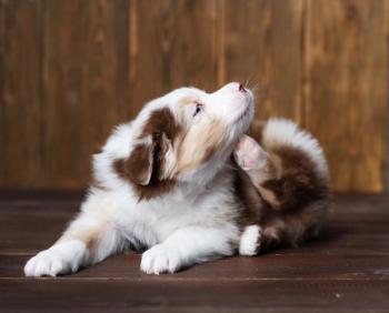 Dog itching itself