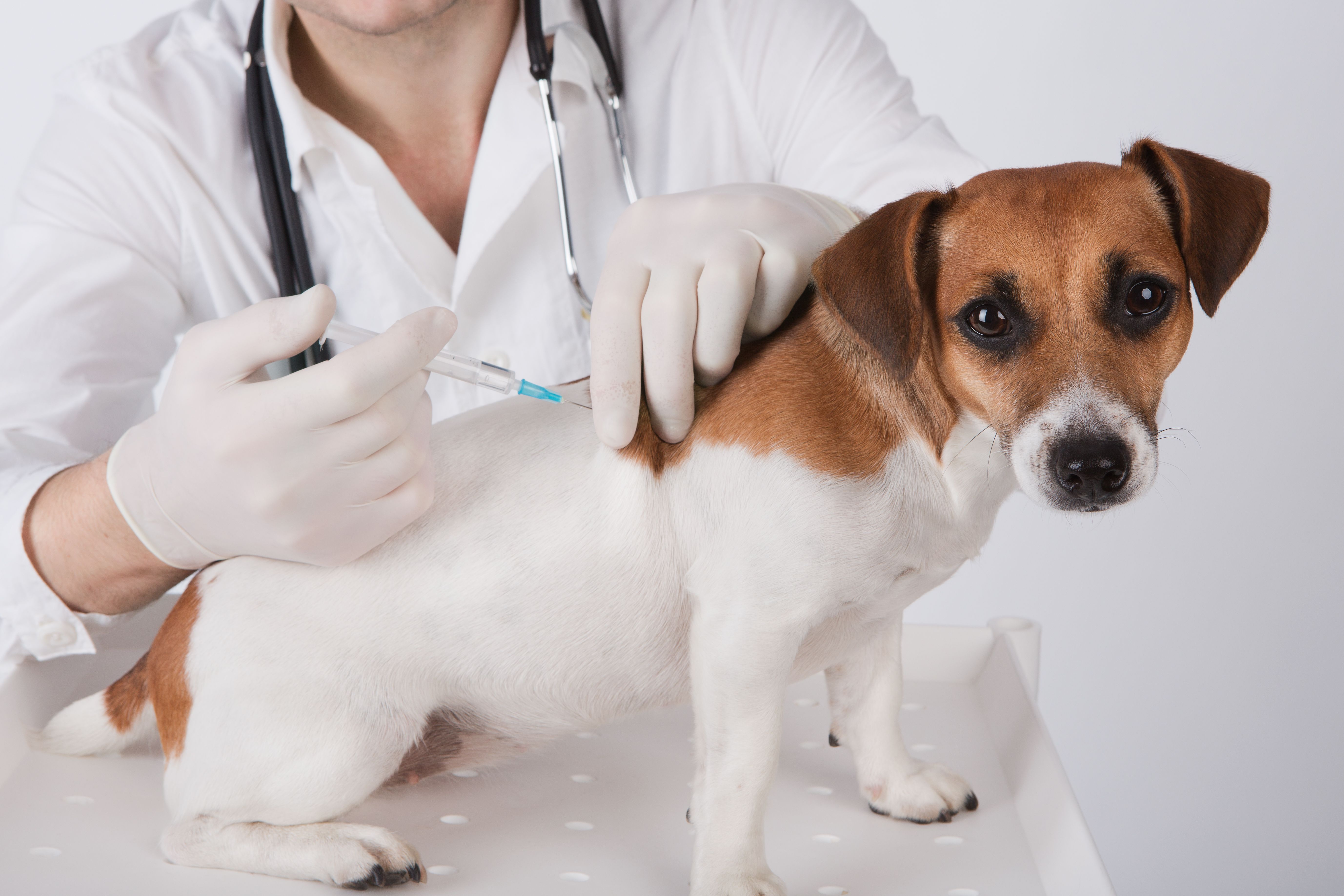 Где сделать прививку от бешенства собаке. Вакцинация домашних животных. Вакцинация собак и кошек. Прививка животным. Вакцинация омашнихживотных.