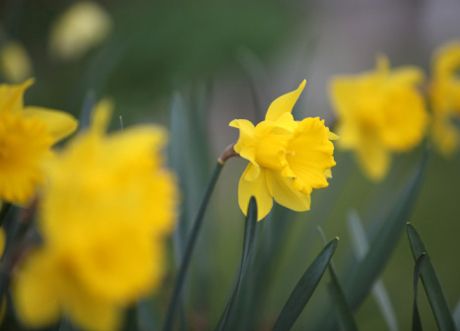 Spring toxin 2: Daffodils