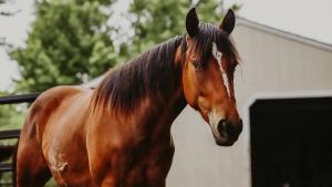 Breakthrough treatment saves horse at the University of Missouri